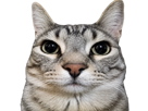 chat-mignon-gris-juge-zoom-matou