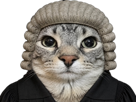 chat-mignon-gris-juge-zoom-matou-avocat-justice