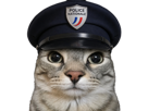chat-mignon-gris-police-keuf-flic