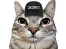 chat-mignon-gris-casquette-dechet