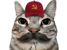 chat-mignon-gris-casquette-communiste-lfi-coco-faucille-marteau-moustache