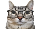 chat-mignon-gris-lunettes