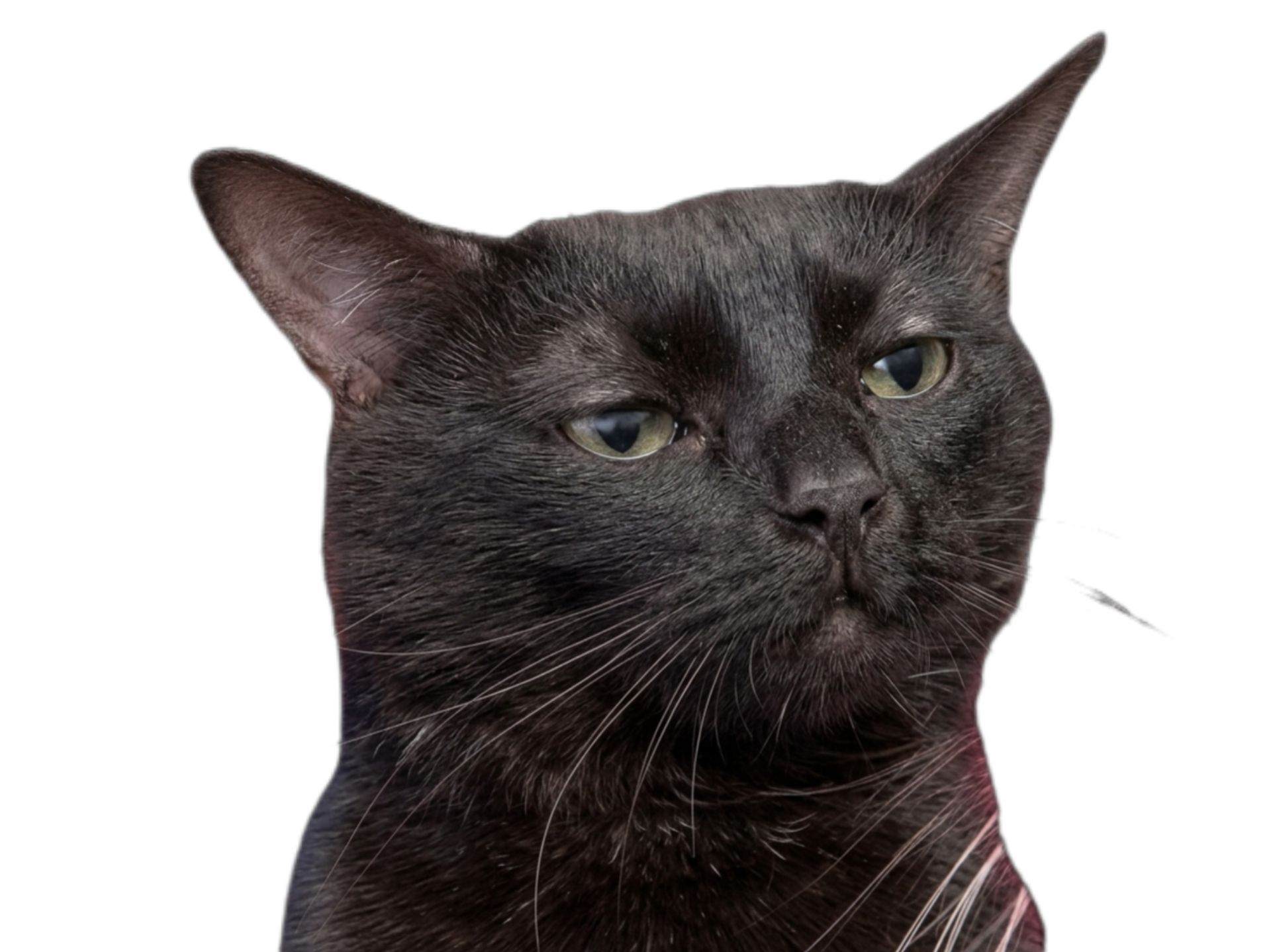 chat noir juge osef balec