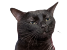 chat-noir-juge-osef-balec