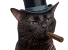 chat-noir-juge-osef-balec-cigare-chapeau-bourgeois