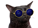 chat-noir-lunettes-bleues