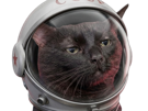 chat-noir-cosmonaute-astronaute-espace