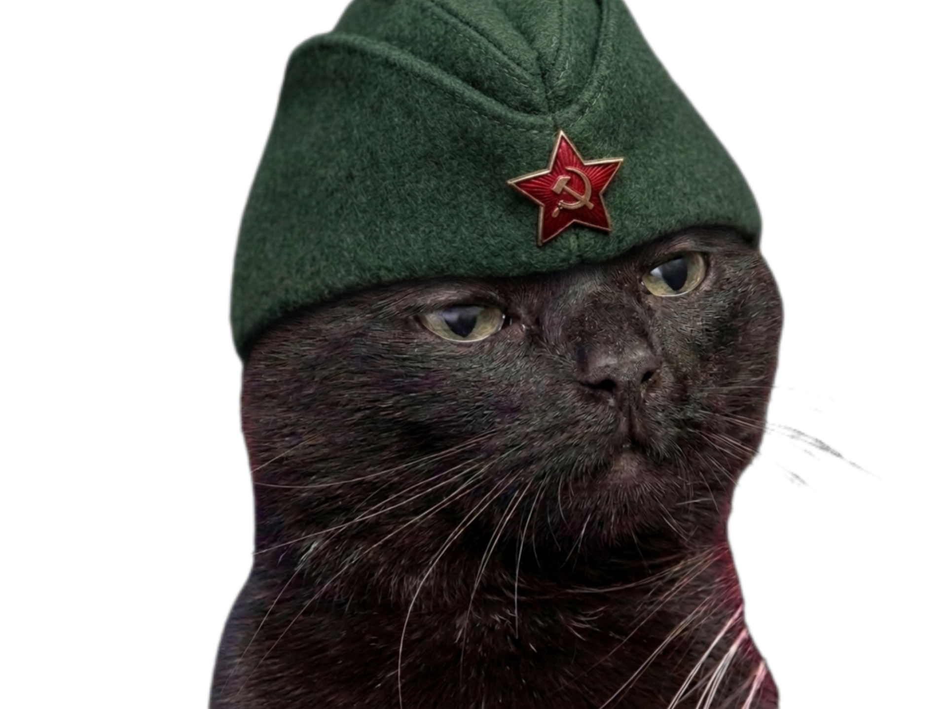 chat noir communiste coco casquette soviet