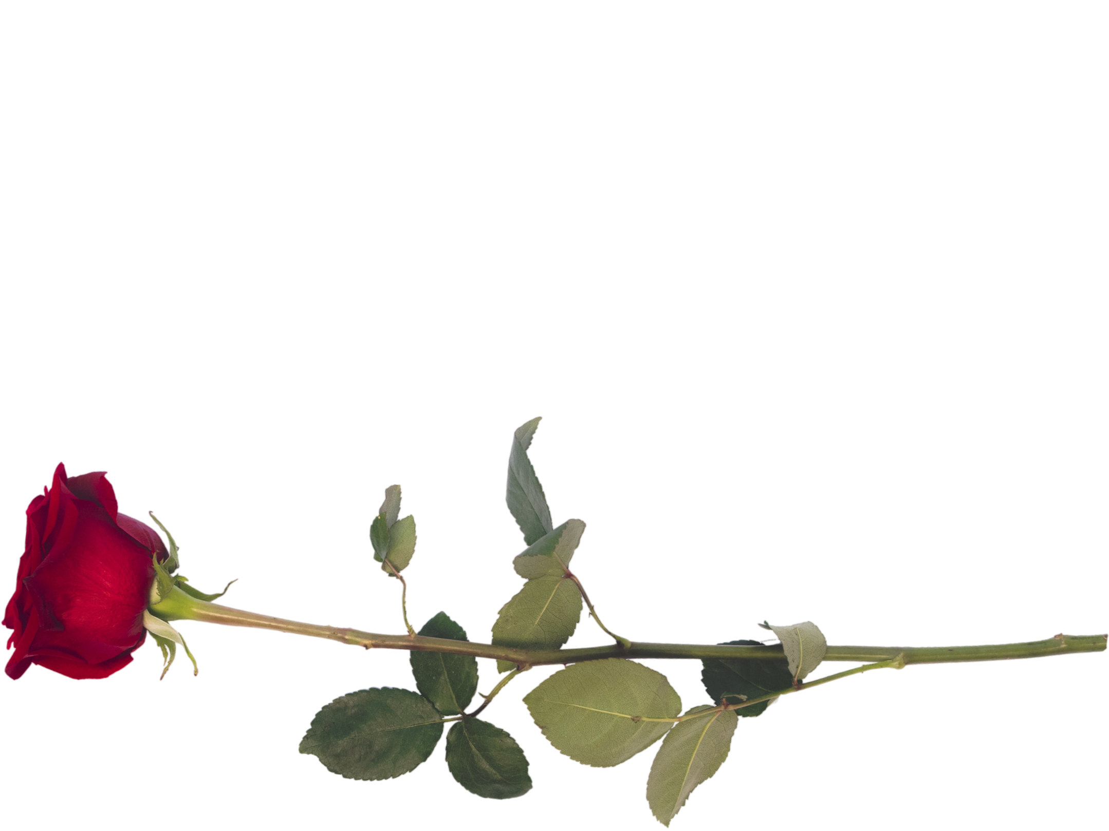 Sticker rose rouge par Hapi_meal