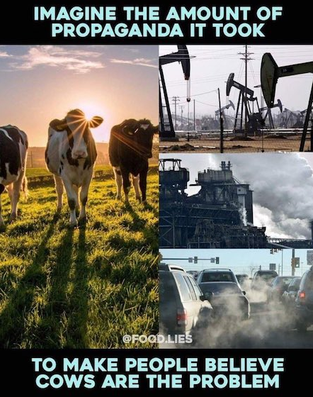 golem debile croire scam viande boeuf vache juifs macon pollution
