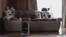 chat-boite