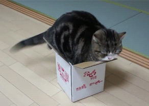 chat boite