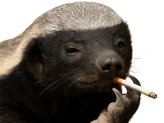 ratelduforum ratel fume cigarette honey badger glouton