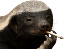 ratelduforum-ratel-fume-cigarette-honey-badger-glouton