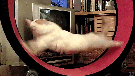 chat-cour