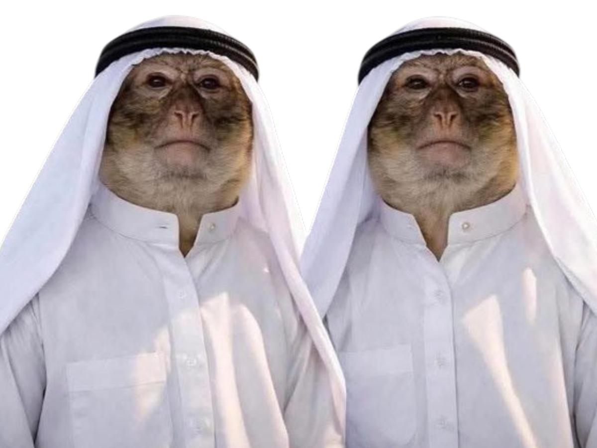 singe singes arabe arabes emir qatar arabie saoudite saoudiens qataris