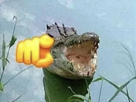 mdr-croco-crocodile-jpp-emoji-doigt-aya-ahi-rire