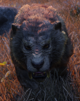 skyrim-smilodon
