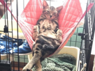 chat-pose-chill-hamac-tranquille