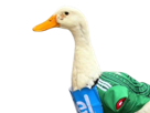 oie-mexique-mexicain-mexicaine-coupe-du-monde-cdm-2026-supporter-supporters-canard-maillot