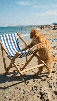 calm-chillax-repos-pause-rest-nap-sofa-bed-sueno-cama-nite-noche-gato-transat-hamac