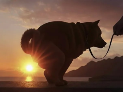 chien coucher de soleil chie caca