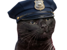 chat-noir-police-casquette-flic-gilbert