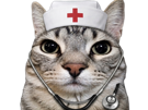 chat-mignon-gris-infirmier-medecin-docteur-hopital