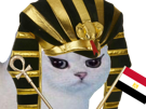 chat-enerve-egypte-deter-colere-blanc