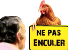 nepasenculer-ne-pas-enculer-poule-nepasenculerpoule-animal-tarax