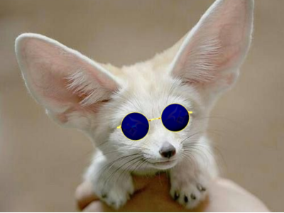 fennec lunettes bleues