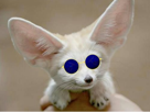 fennec-lunettes-bleues