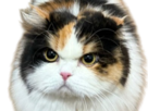 chat-gros-touffu-grognon-colere-chonk-mignon