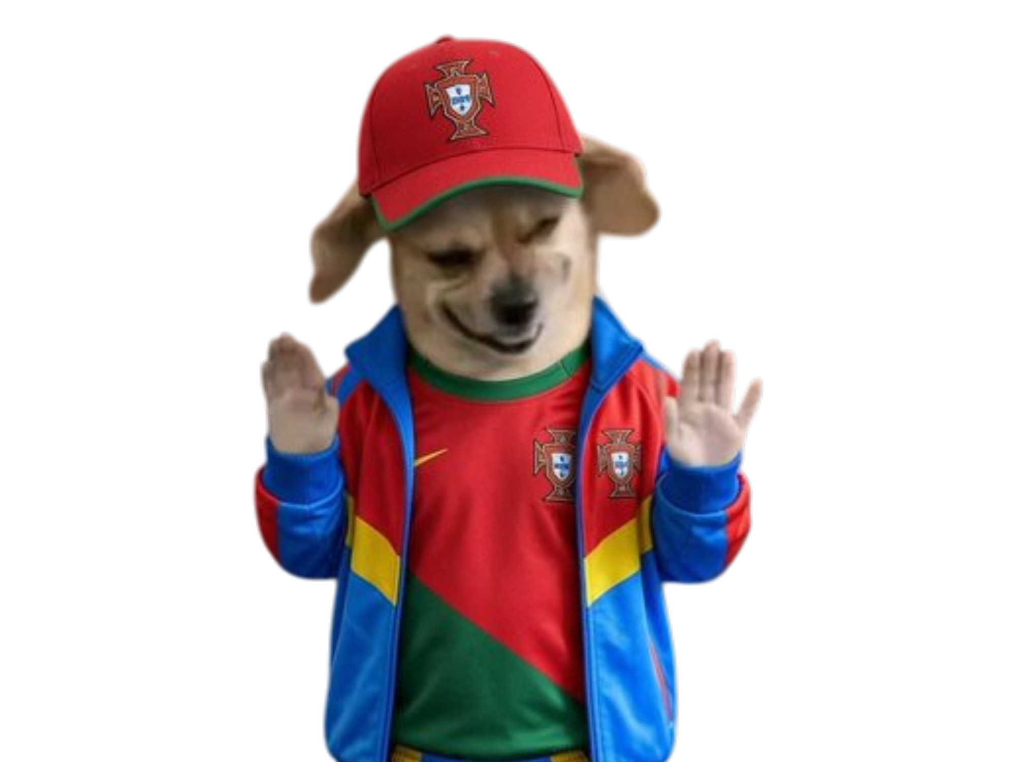 chien maillot portugais portugal casquette