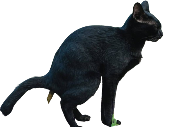 chat caca noir pose peche chie pousse crotte etron cats