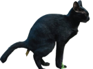 chat-caca-noir-pose-peche-chie-pousse-crotte-etron-cats