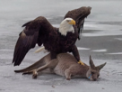 aigle-pygargue-tete-blanche-kangourou-pls-domine-usa-etats-unis-australie-coupe-du-monde-cdm-2026
