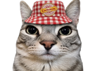 chat-gris-marlou-cochonou-apero-bob
