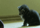 chat-nez-tombe