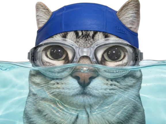 chat gris mignon piscine bain nage ete plage lunette plonge