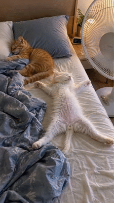 calm chillax repos pause rest nap sofa bed ronfle rever sueno cama nite noche gato