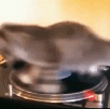 tourne-chat-gif