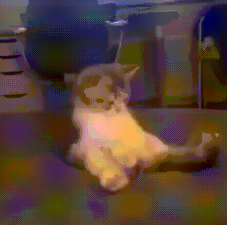 chat gif zizi dure