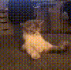 chat-gif-zizi-dure