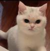 chat-zut-grognon