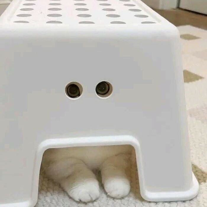 chat ninja furtif