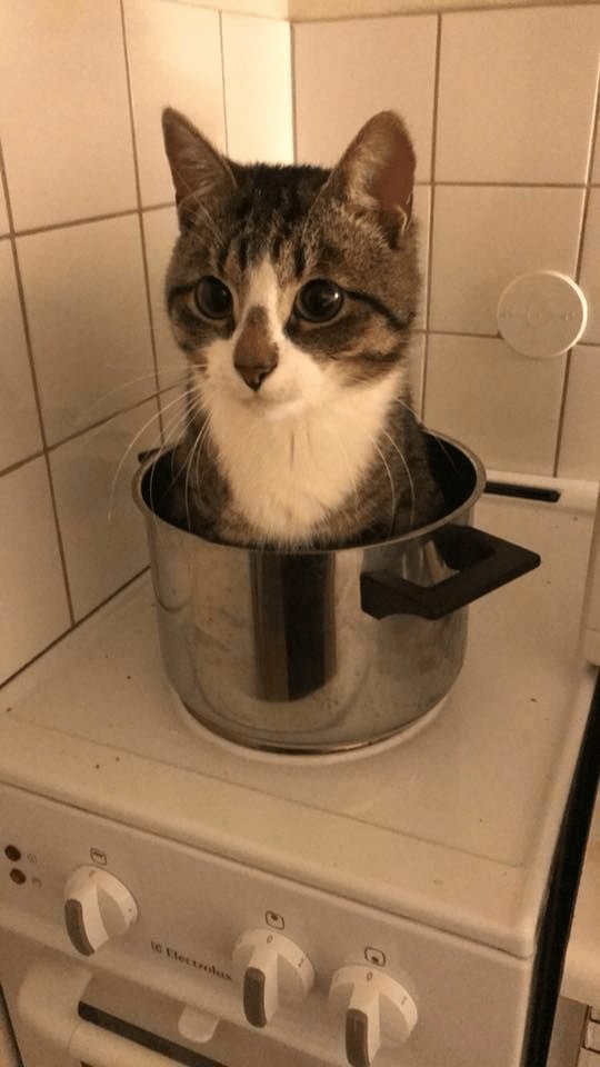 chat casserole