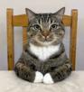 chat-bureau-patron