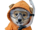 dog-bitcoin-eth-btc-memecoin-crypto-moon-meme