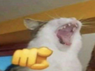 chat-emoji-doigt-jpp-mdr-aya-ayaaa-ahi